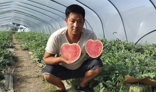 瓜农种心形西瓜520赠爱妻