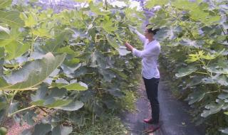 无花果有花吗蚂蚁庄园